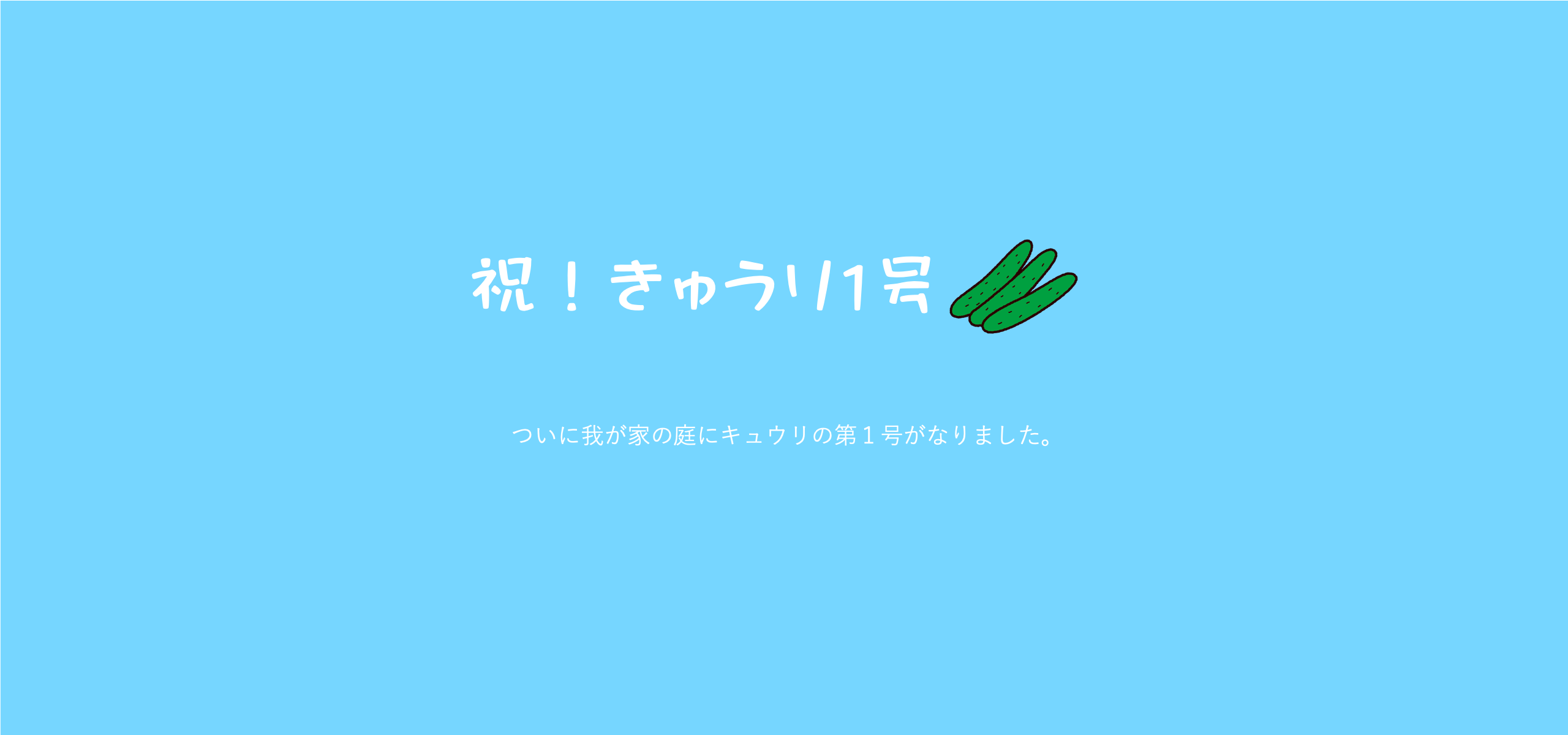 祝！きゅうり第１号！！