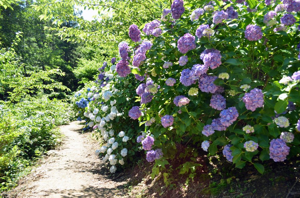 両脇に咲く紫陽花の中を通る小路