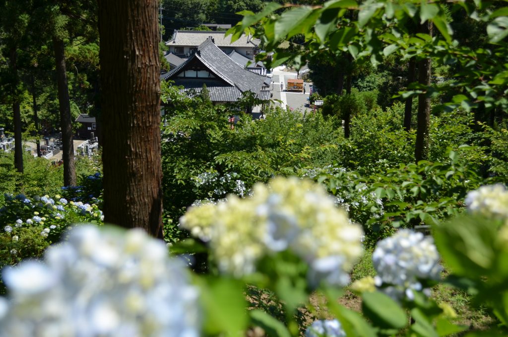 嵐山町金泉寺（あじさい寺）の本堂がアジサイ越しに見えます。