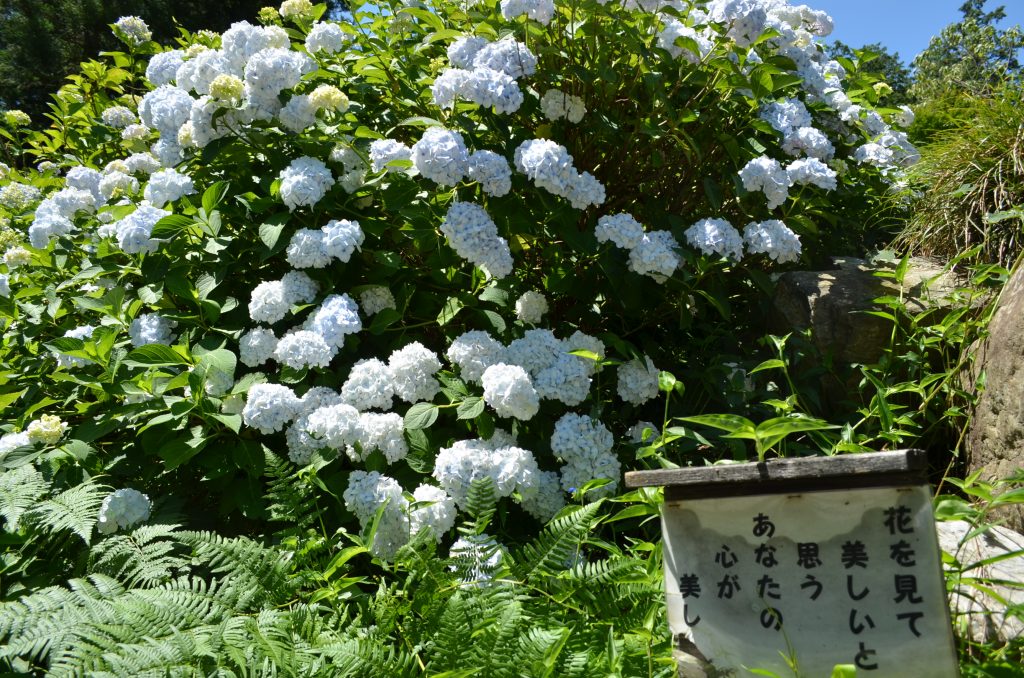 金泉寺の白いアジサイ