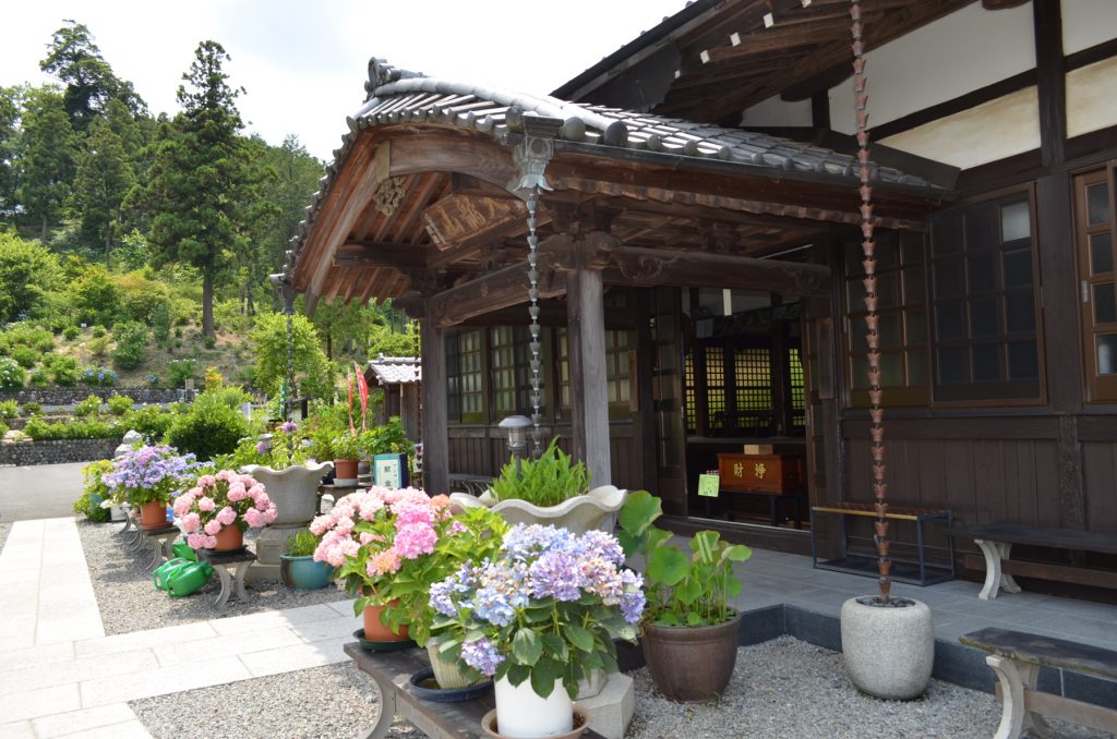 あじさい寺と呼ばれている埼玉県嵐山町にある金泉寺さんの本堂脇のあじさい。本堂に向かって右側