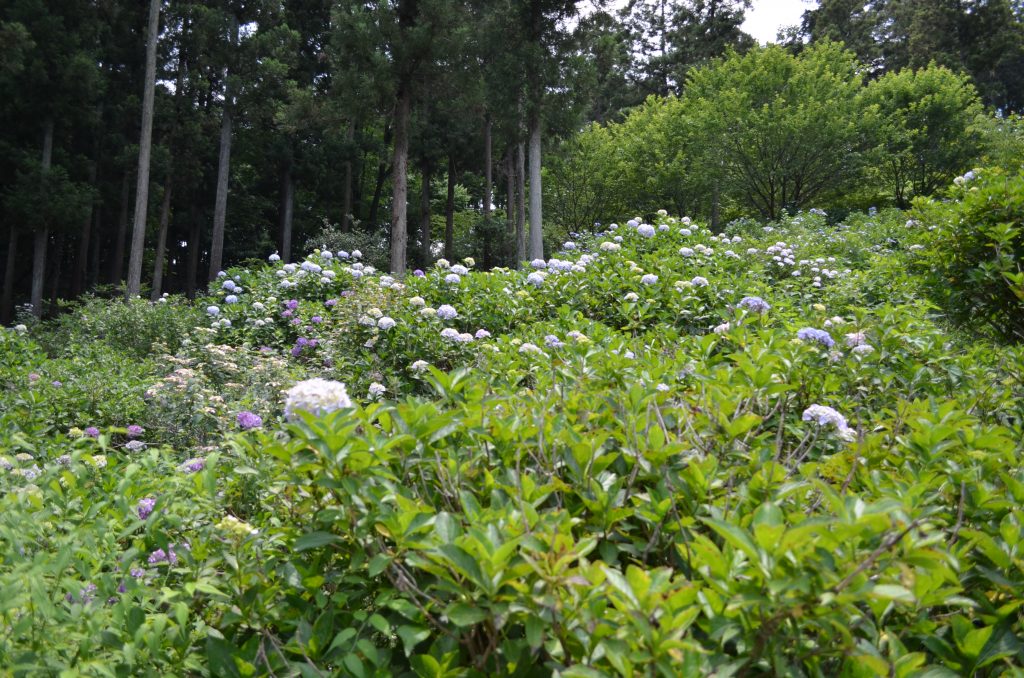 斜面を覆う色とりどりの紫陽花