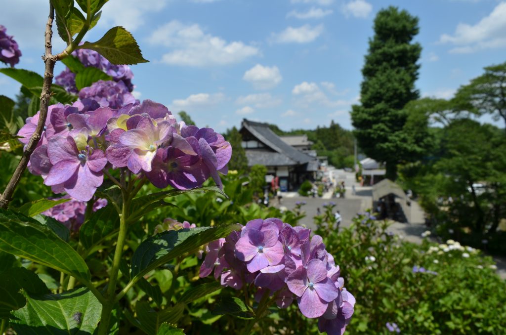 あじさい寺（金泉寺）の山側からアジサイ越しに本堂を望む