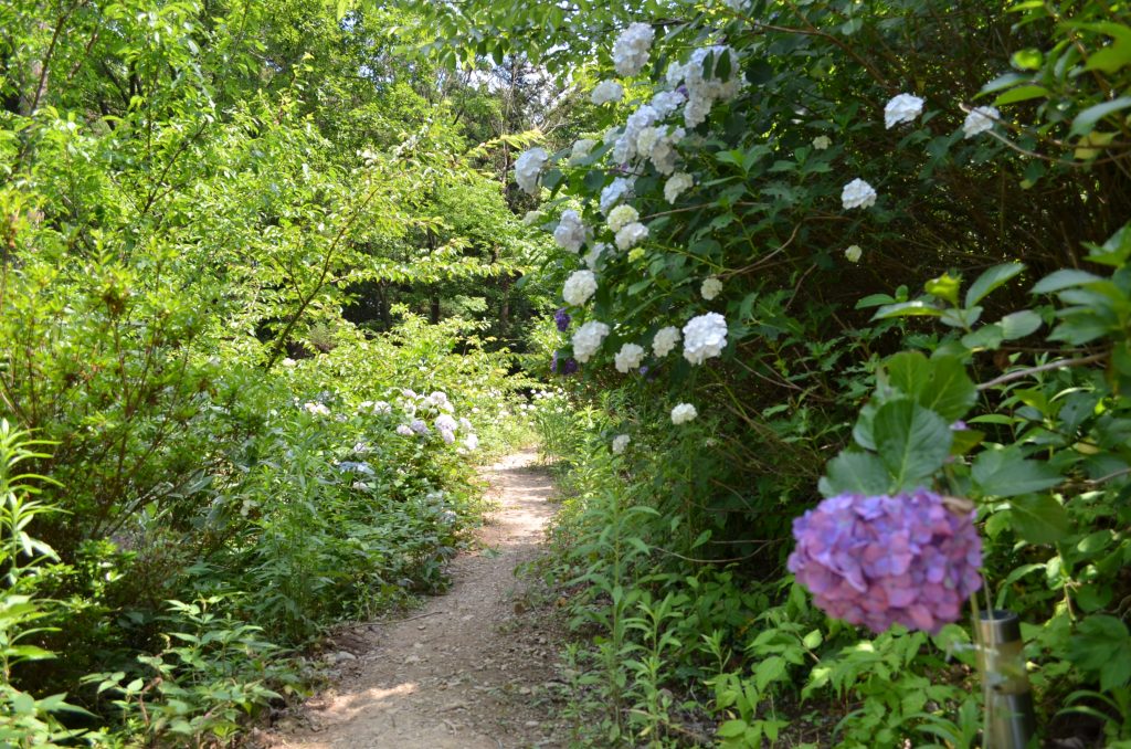 あじさい寺（金泉寺）にある紫陽花に囲まれた小路