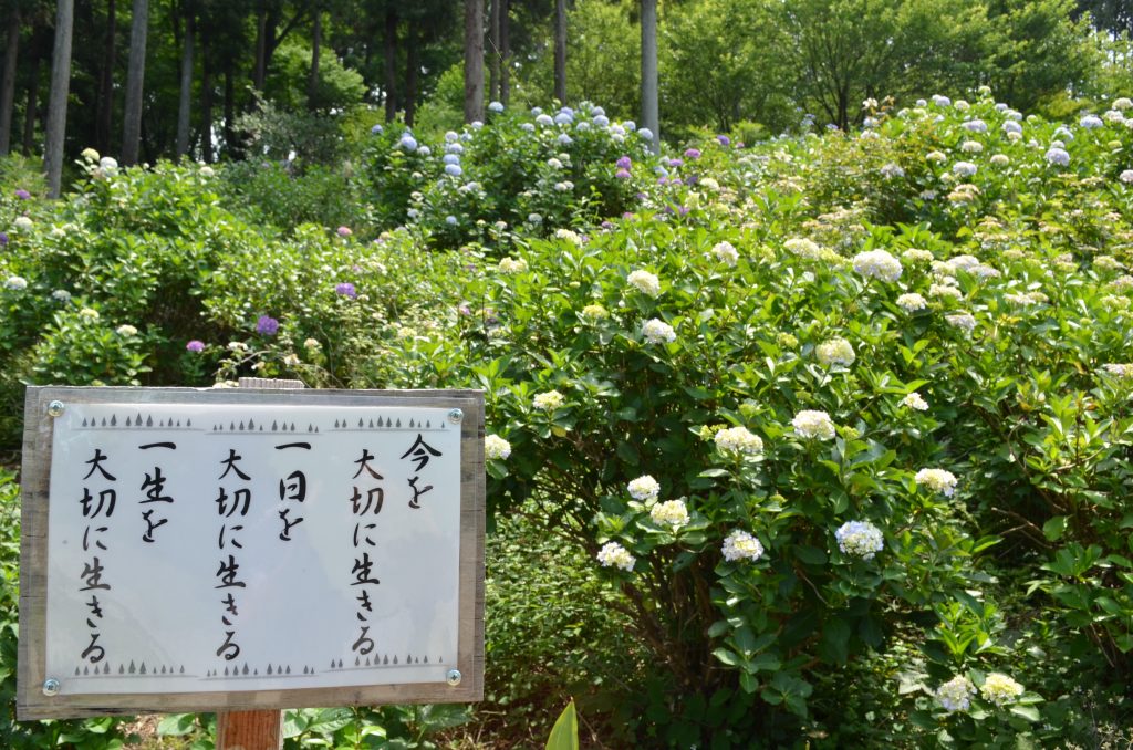 あじさい寺（金泉寺）境内に立っている有難い言葉が書かれた掲示板その４　「今を大切に生きる　一日を大切に生きる　一生を大切に生きる」