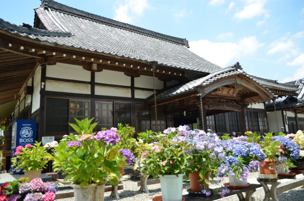 あじさい寺と呼ばれている埼玉県嵐山町にある金泉寺さんの本堂脇のあじさい。本堂に向かって左側