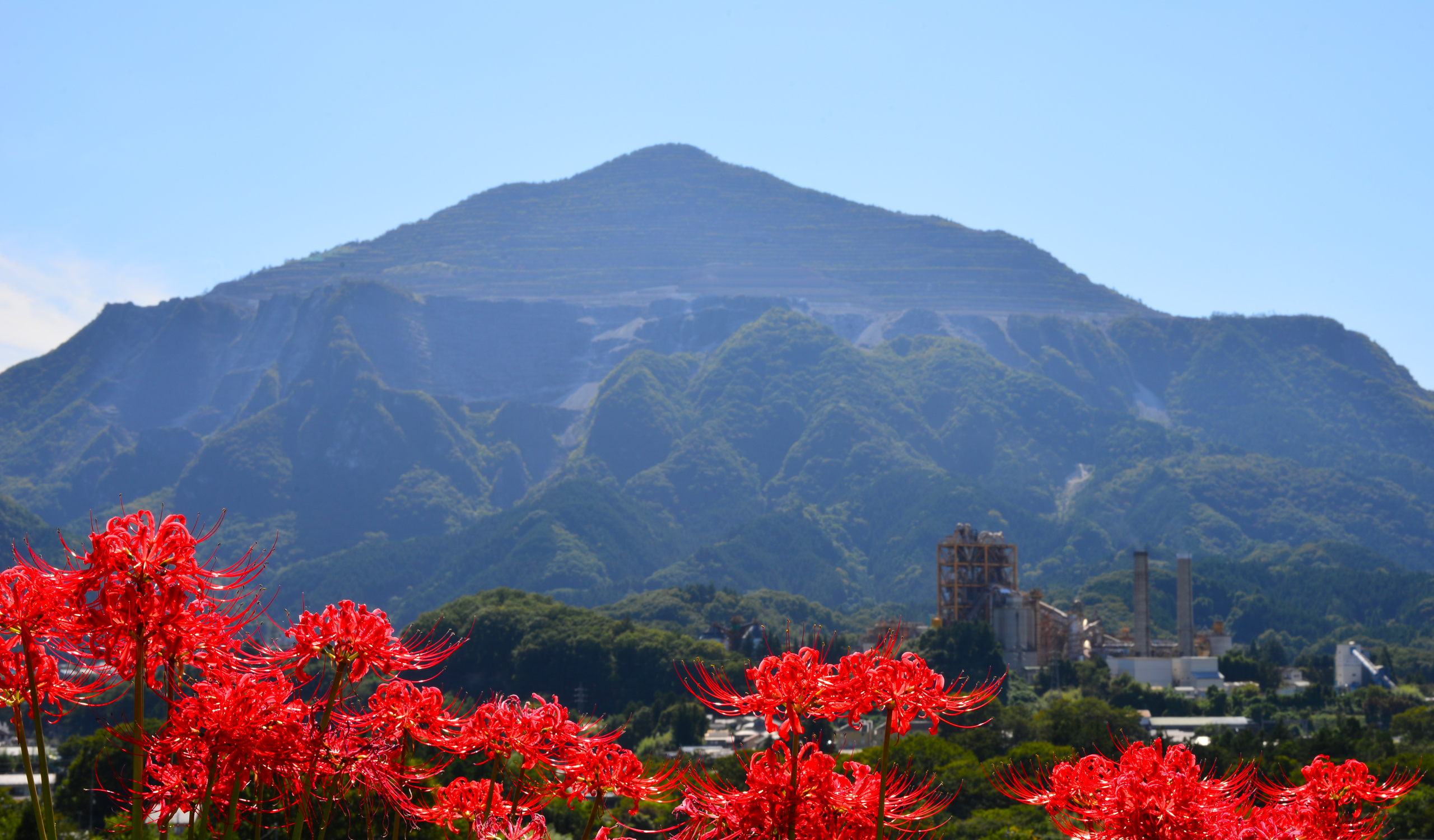 秩父市横瀬町：寺坂棚田彼岸花（開花状況）