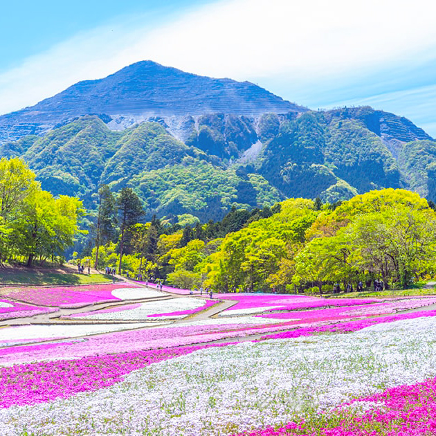 秩父市の芝桜