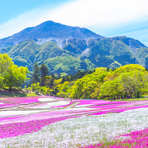 秩父市の芝桜